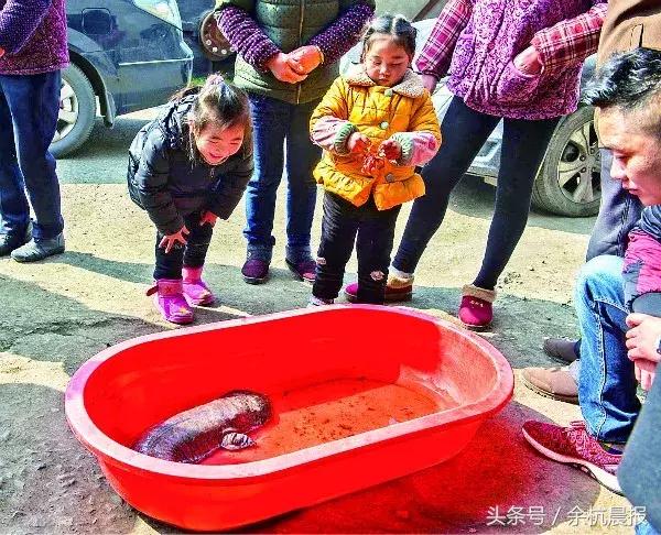 仁和出现一条高龄巨大娃娃鱼！-巨大娃娃鱼
