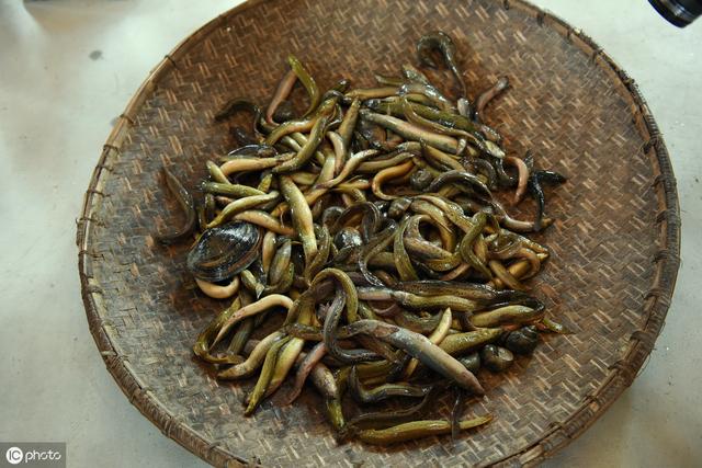 泥鳅怎么养(泥鳅可以全年养殖 掌握这些技术 致富不成问题)