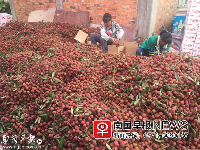 荔枝干批发价格(桂味每斤3元！今年荔枝大丰收，价格却一路下跌)