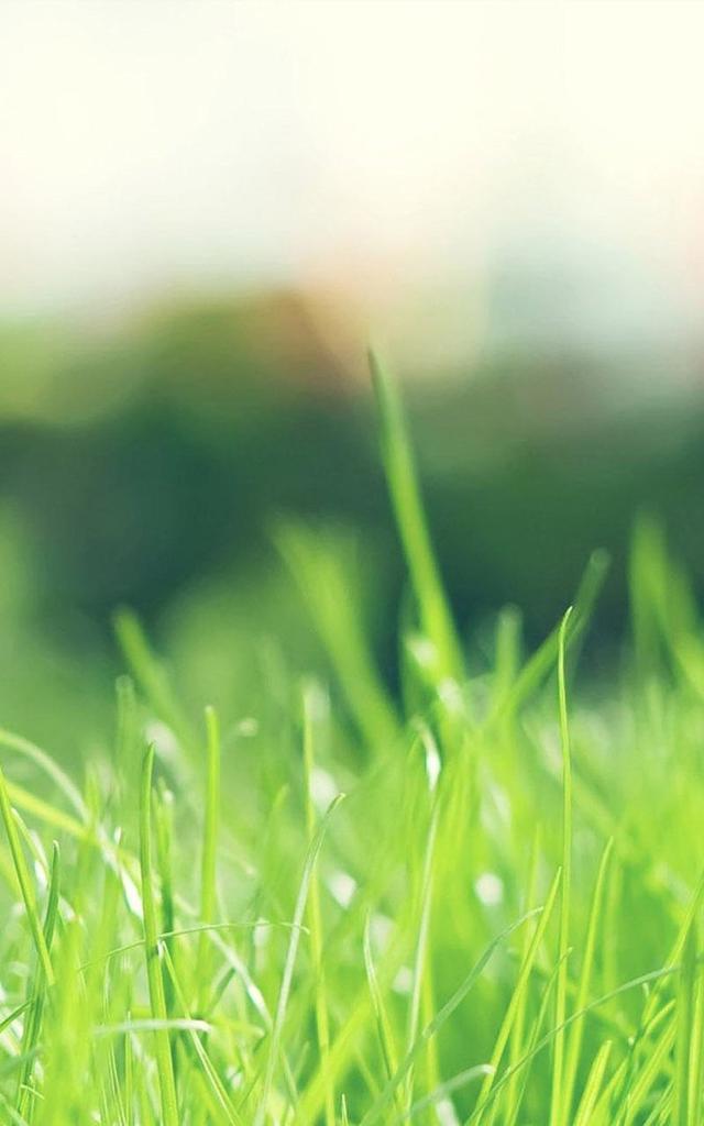 蓝天白云青草图片壁纸(青草悠悠唯美花草高清图片)
