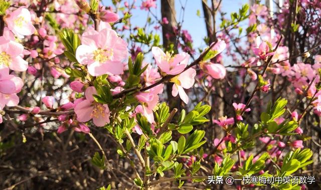网购的好处和坏处英语作文(2020高考英语作文热点预测丨新四大发明！)