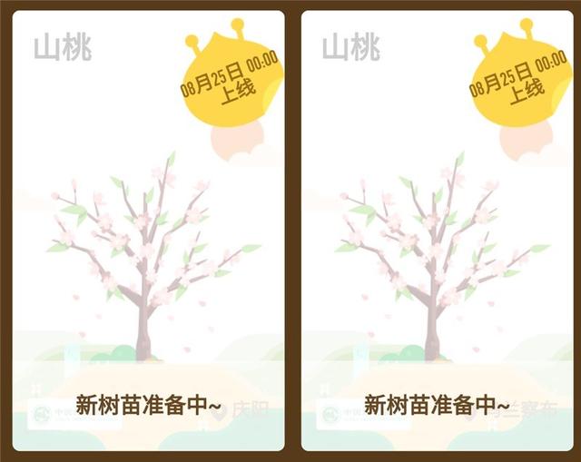 蚂蚁森林种树什么时候更新树种(支付宝蚂蚁森林新树种山桃明日0点上线：需要能量37980g)