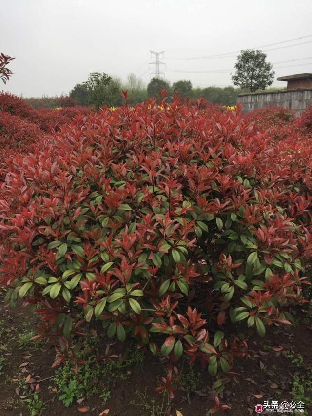 种植什么比较有前景(现在种什么苗子不愁销、利润高、比较有前景？)
