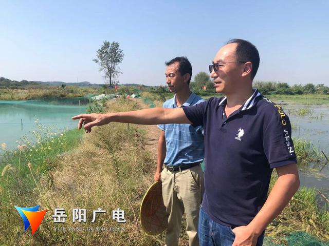 现在养殖业什么前景最好湖南岳阳(岳阳市澳洲淡水龙虾养殖实验成效显著)