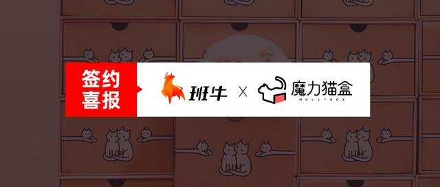 咚咚工作台客服(新锐品牌「MollyBox魔力猫盒」选择班牛，开启宠物产品零售新模式)