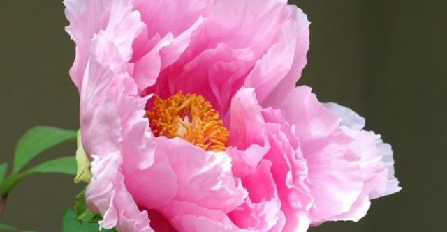 客服适合什么人做(客服专员，适合社恐人士在迷茫期的工作选择)