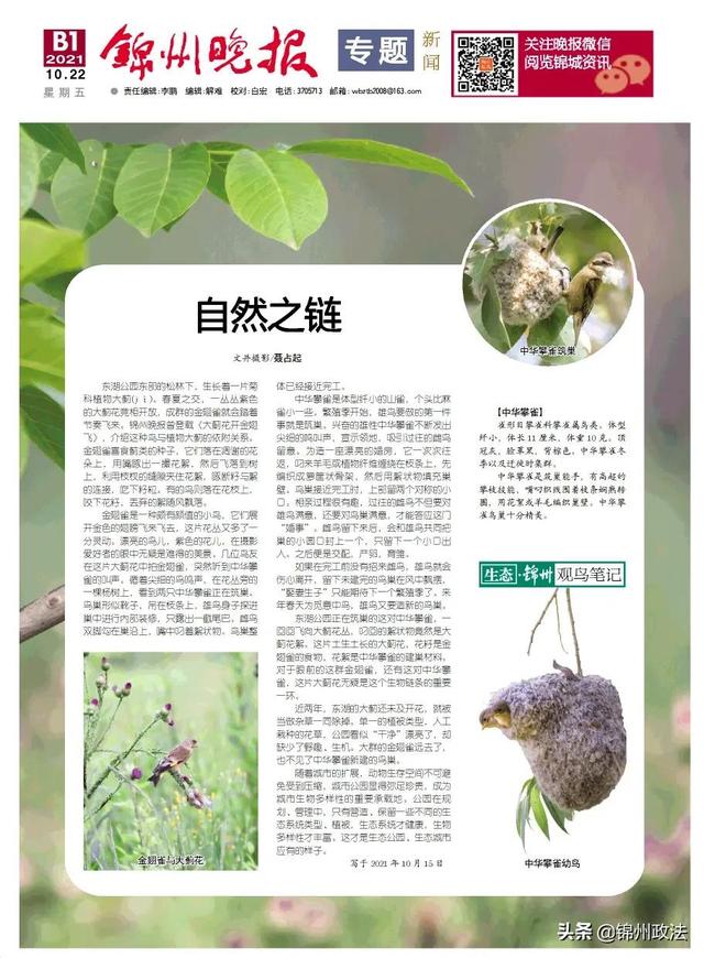 花絮是什么意思啊絮(【观鸟笔记】自然之链)