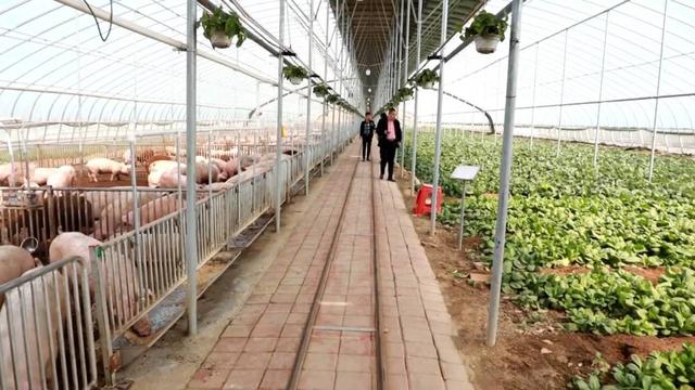 大棚养殖什么最合适(小伙建“高大上”五位一体全能大棚，种菜养猪零排放，猜挣多少钱)