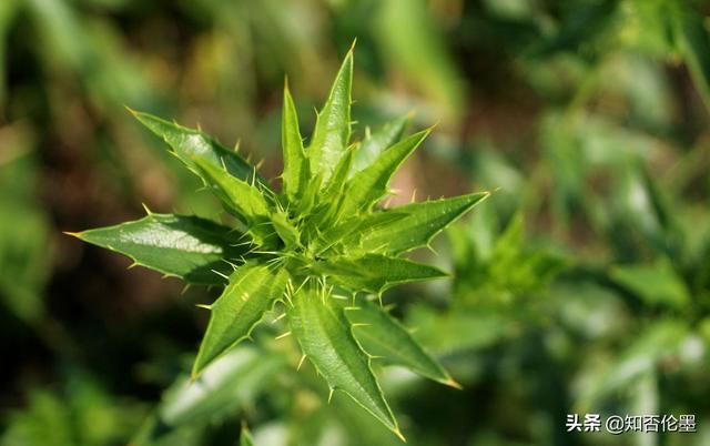 种植的药材疗效好(农村种植哪些中药材“钱”景好并且回本快？这3种药材是极佳选择)