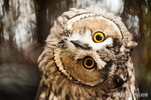 barn owl(猫头鹰，只凭一双耳朵就能绘制3D地图)