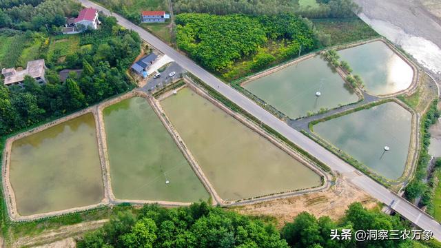 如何家养泥鳅(泥鳅怎么养？做好这5个方面的工作养起来更容易成功)
