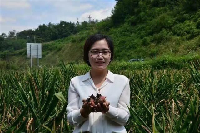 中央7台致富经洋荷(从北京到利川，土家妹带老公回乡种阳荷，两个月野菜卖了20万)