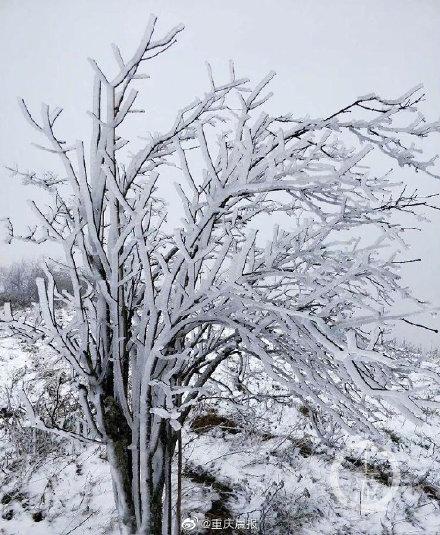 瑞雪是几月份的雪(哇噻！重庆2019年第一场雪来了 城口喜降瑞雪)