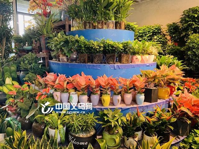 义乌市场批发教师节花朵联系方式(开学季、教师节…… 义乌花卉市场迎来小高峰)