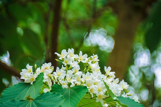 图集 | 梅州梅江区：一花漫山谷 以桐寄相思(梅州视窗信息港)