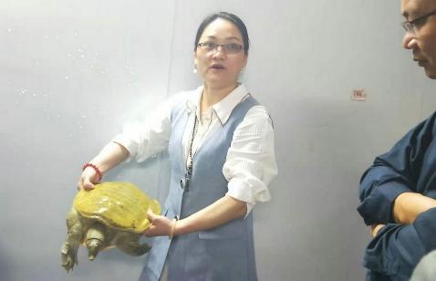 农业养殖致富项目视频(全国巾帼建功标兵朱剑芳：用特色黄沙鳖养殖带动村民致富)
