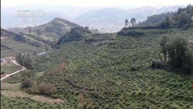 适合云南农村种植项目(云南宣威：种植无籽刺梨 助力村民增收致富)