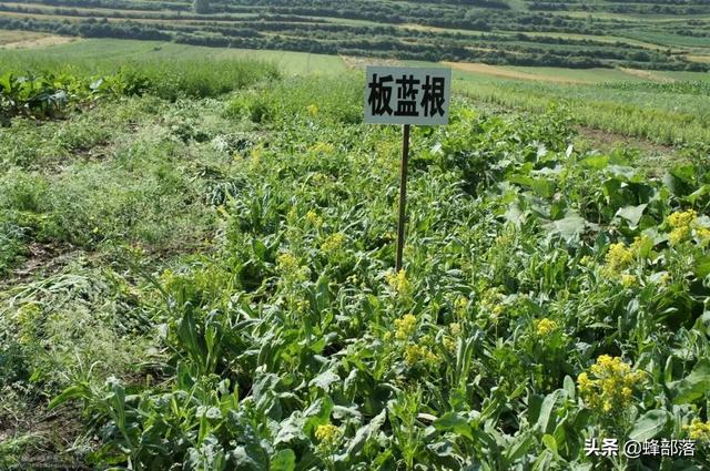 适合农村种植项目(在农村，种植项目怎么选？这5种药材种植产量高，市场广，值得干)