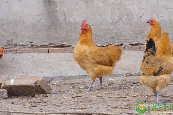 养什么鸡利润最高(这种鸡属于国家级家禽品种，知名度极高，好养、好卖又好吃)