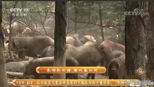 中央7台致富经野香猪(潍坊诸城：“猪司令”登上央视《致富经》)
