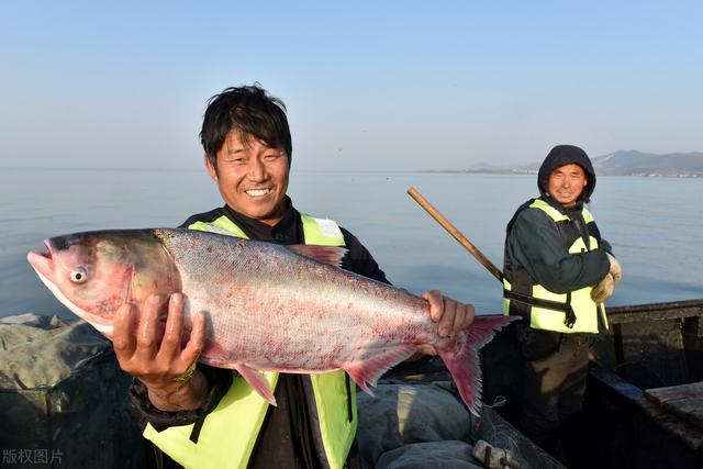 中国最大的淡水鱼(200斤大鱼！富春江蓄水超50年，堪称浙江鱼库，水库鱼王有多大？)