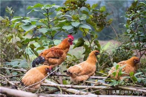 农村致富小项目加盟(农村加盟养殖项目有哪些？推荐适合农村的4个养殖项目)