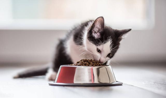 淘宝毒猫粮排行榜(国产猫粮红黑榜，你买对了吗？)