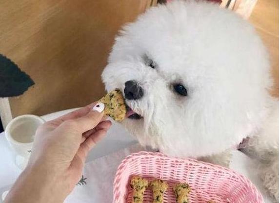 比熊幼犬狗粮排行榜(比熊狗粮选购指南！4款优质狗粮，你值得拥有)
