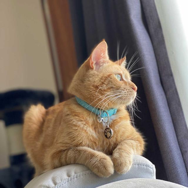 小孩动物玩具小猫(澳洲一只爱偷玩具的橘猫，金盆洗手后，成了这个街区的团宠)