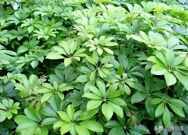 南方种植什么最赚钱(城里人用来做绿化的鸭脚木，养蜂人当宝，冬季“隔空”一斤赚70元)