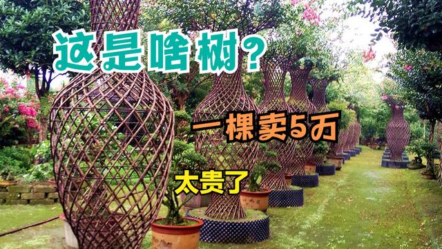 南方种植什么树最赚钱(一棵树卖5万元，江苏小伙到底种的啥树？卖这么贵)
