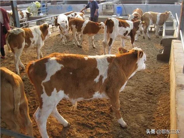 1万块钱在农村养殖什么赚钱(蒙古女牧民养480头西门塔尔母牛，一年卖牛犊400万元，真羡慕)