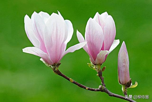 鲜花色彩搭配口诀(拍玉兰花用6句摄影口诀，新手学习提高拍照质量，照片好看更耐看)