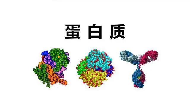 胶原蛋白排名前十(“优质蛋白质十佳食物排行榜”来了)
