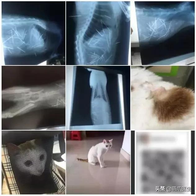 不舒服的图片带字(猫：“求你快带我去医院吧，太疼了……”)