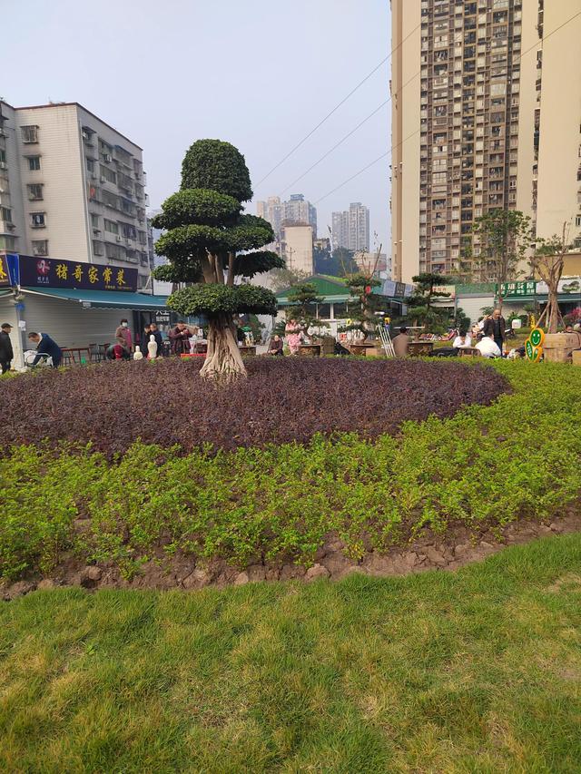 附近的狗市场在哪里(石桥铺中航广场一个很少人知道的宠物花鸟旧货文玩集市)