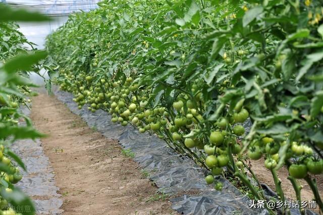 农村种养加(种植就用三种万能肥料配方，学会了生根壮苗又增产，无可替代)