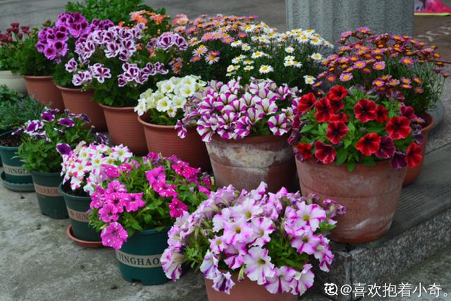 目前适合种植什么(50种花春天播种，长满小院子，能开一整年)
