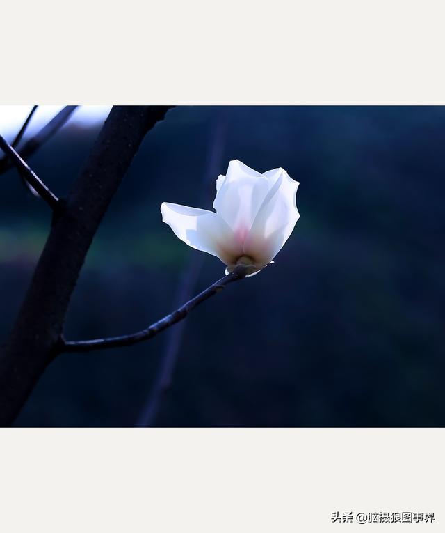 纯白颜色的图片(实拍24张白色玉兰花的照片，用了这6个方法，你觉得效果如何？)