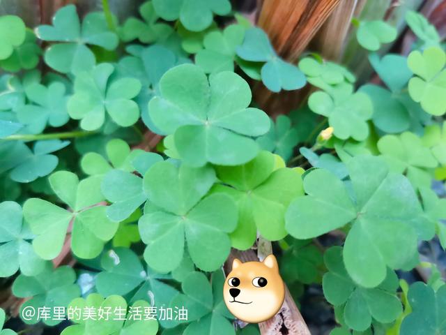 未来零元的挣钱商机(能赚钱，又靠谱的低门槛副业有哪些？)