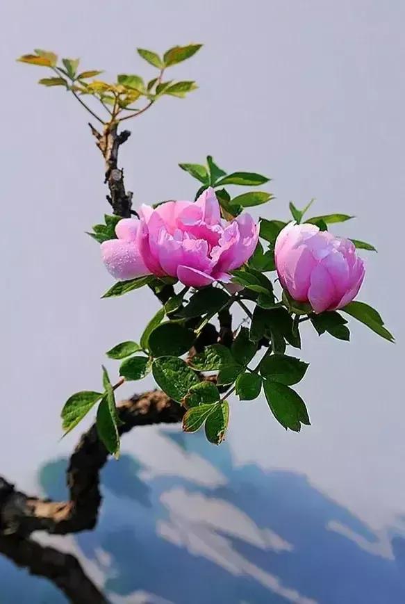 退休后干点什么好 贴吧(退休以后干点儿啥？)