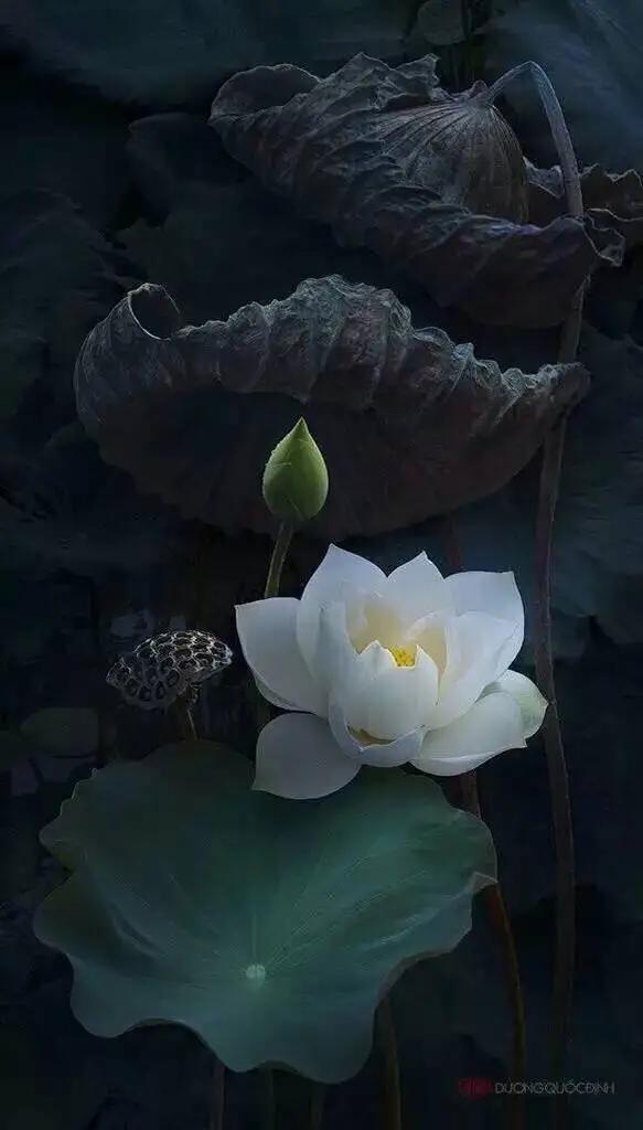 纯白色背景图片(手机壁纸分享｜白色莲花的摄影作品欣赏)