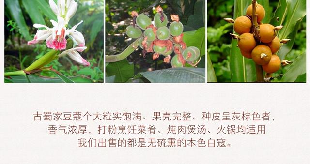紫豆蔻和白豆蔻的区别:带你识中药——白豆蔻