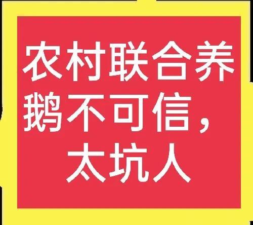 农村养殖创业项目加盟(联合养鹅不可信，套路非常多，已有多人上当)
