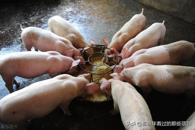 投资公司如何经营一个项目(VC投资项目像养猪，养大了卖掉，商业计划书里要是这样写发展规划)