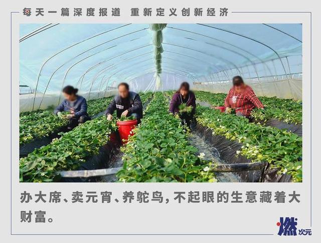 在农村有什么致富的好方法(在农村，有北上广年轻人想不到的致富密码)