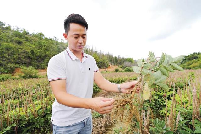 中药材种植致富(惠东90后小伙回乡深耕中药材产业链 带动农户致富)