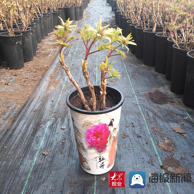 小型盆栽批发报价(89元一盆包邮 菏泽微型盆栽牡丹加速“飞”往全国)