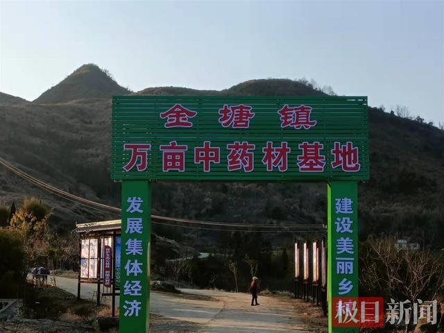 药材种植业致富项目(湖北崇阳：中药材种出致富良方，村民在家门口打工)