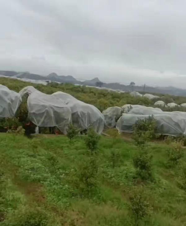 分货滞销是什么意思(广西金秀沙糖桔滞销：受疫情等影响，有果农尚有10多万斤挂树)